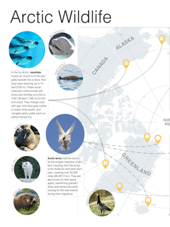 Arctic Wildlife